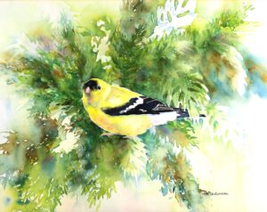 Birds Goldfinch Deb Anderson Birds Goldfinch Deb Anderson