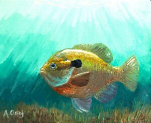 Bluegill Aaron Ostoj